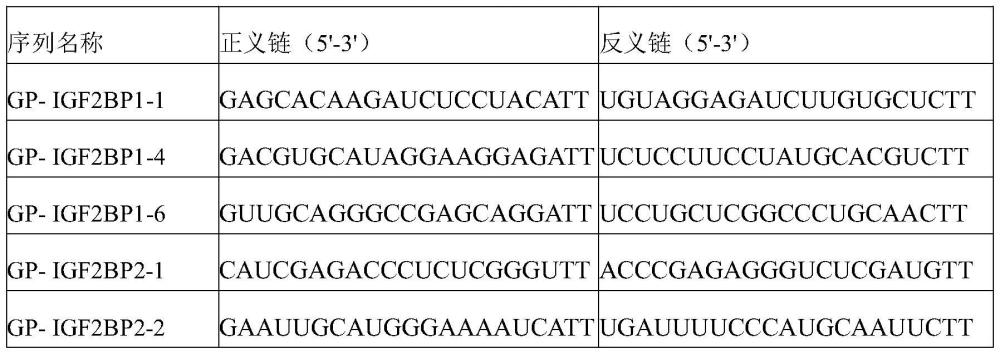 m6A识别蛋白IGF2BP家族基因的siRNA及其应用的制作方法