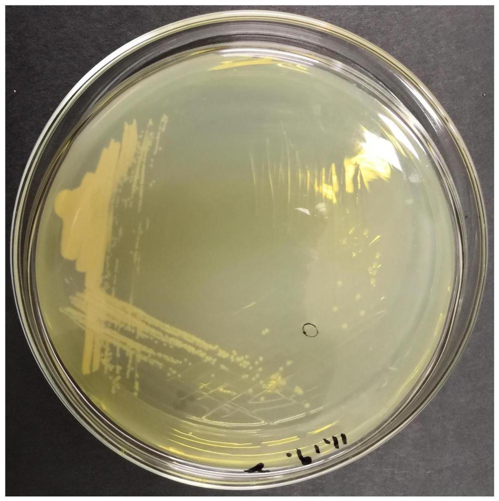 一种食糖驹形杆菌Y-1及其发酵应用的制作方法
