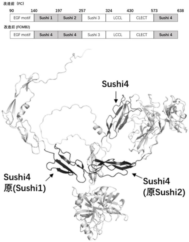 一种新型重组C因子及其制备方法和应用与流程