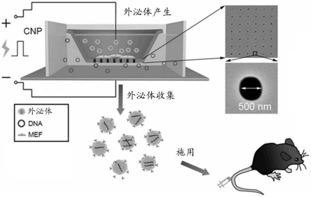 负载生物分子的细胞外囊泡的制作方法