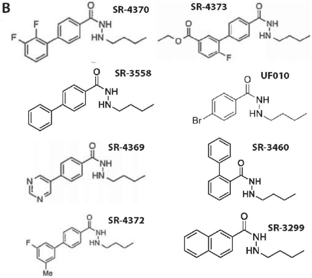 用于降低CoREST中RCOR1、LSD1、HDAC1和HDAC2的化合物和方法