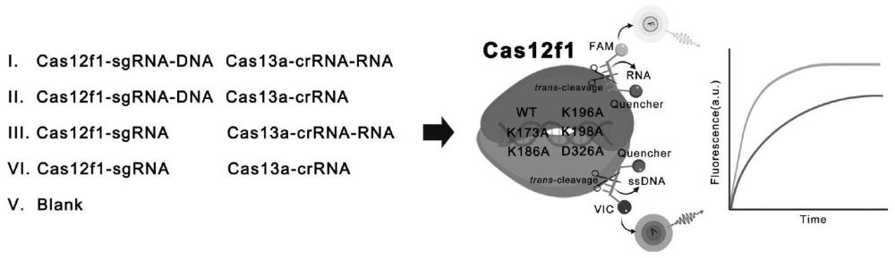 Cas12f1突变体及其应用