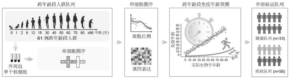 免疫年龄预测的生物标志物、方法、系统、介质、电子设备及诊断试剂盒