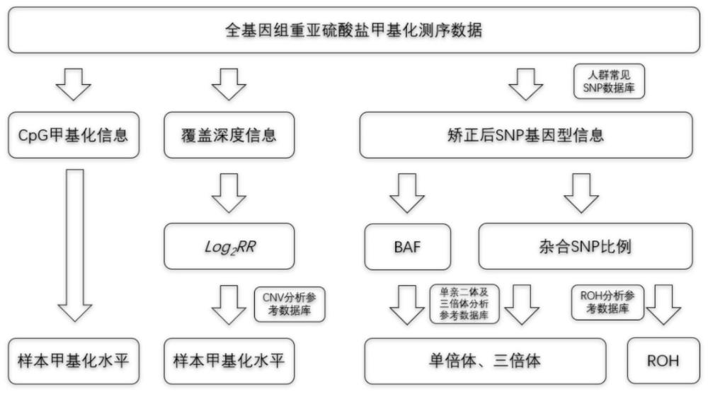 一体化检测甲基化、CNV、单亲二体、三倍体和ROH的方法及装置与流程