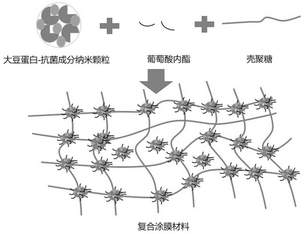 一种高韧性持久保鲜的复合涂膜材料的制备方法