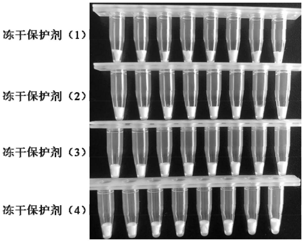 一种适用于荧光定量PCR试剂的冻干保护剂、冻干方法及应用与流程