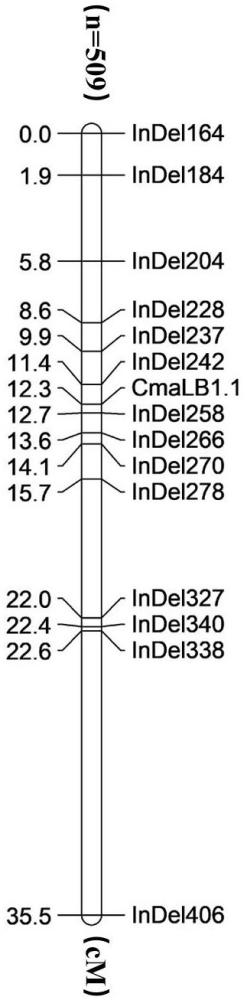 一种与印度南瓜侧枝数量相关基因连锁的分子标记及应用