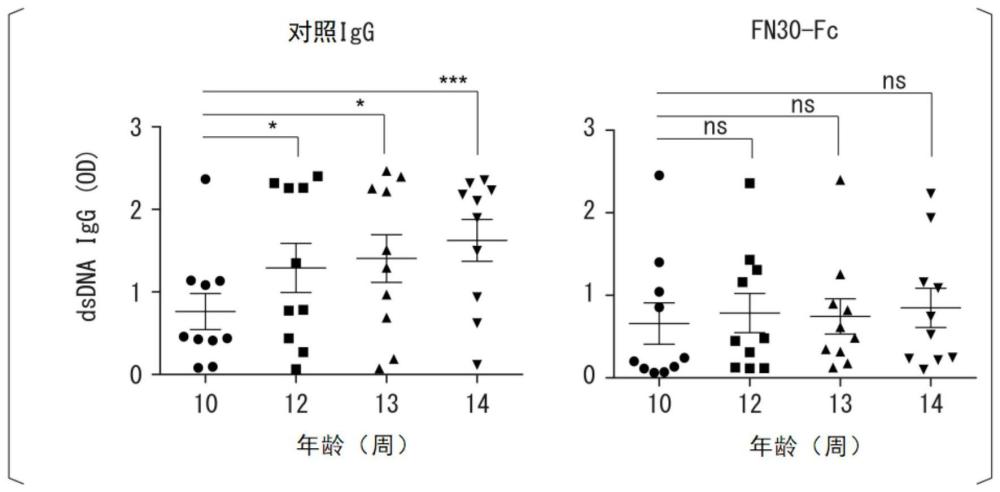 用于抑制纤维粘连蛋白与LILRB4的结合的抗LILRB4抗体或其衍生物的制作方法