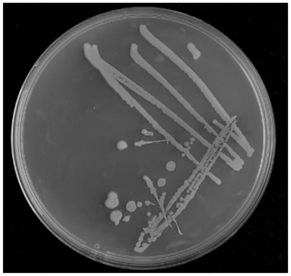 一种分散泛菌ZHJ28、生物炭基菌剂及其制备方法