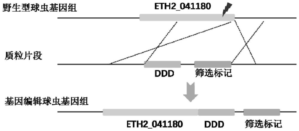 一种球虫病基因工程活疫苗及其构建方法与应用