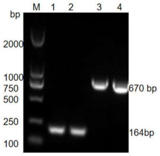 一种FAdV-4/FAdV-8b/FAdV-11三重荧光定量PCR检测的引物组和探针、试剂盒、构建方法