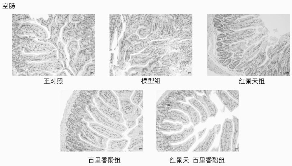 一种复合天然植物添加剂及其应用、动物饲料