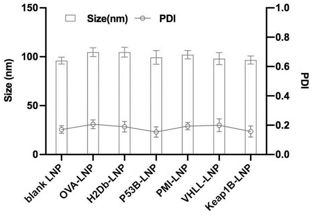 招募配体增强抗原提呈效果的核酸分子、融合蛋白及mRNA疫苗的制作方法