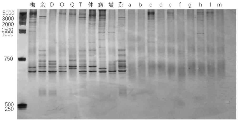 仙草品种鉴定的SSR分子标记引物、试剂盒及鉴定方法