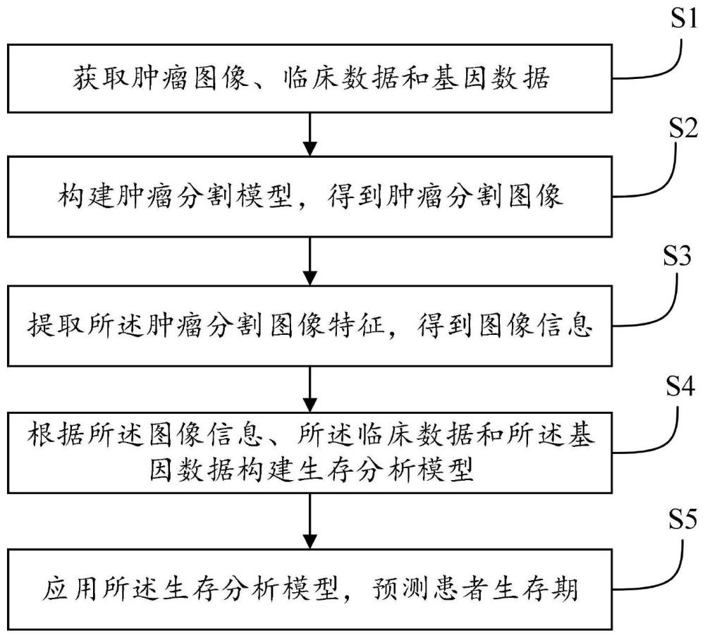 一种肿瘤生存分析方法及系统