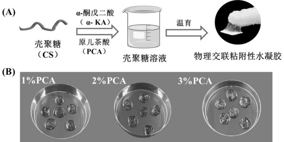 一种物理交联粘附性水凝胶及其一锅法制备方法和应用