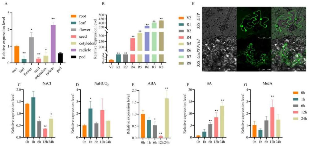 GmRPN11d基因在提高植物的抗盐性及对ABA的敏感性中的应用