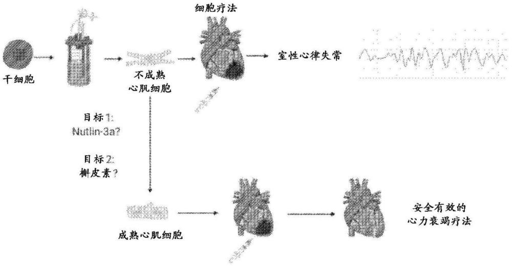 心肌细胞和组合物以及用于生产它们的方法