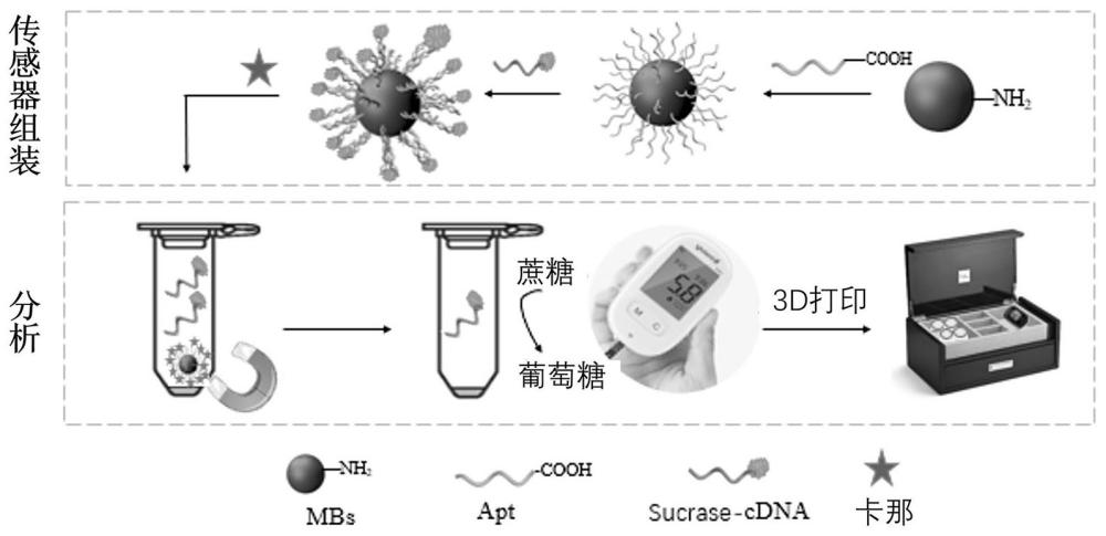 基于适配体纳米磁珠的水中Kana检测试剂及制备和检测方法