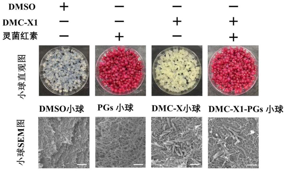 灵菌红素与假单胞菌DMC-X1的组合物、固定化制剂及其应用