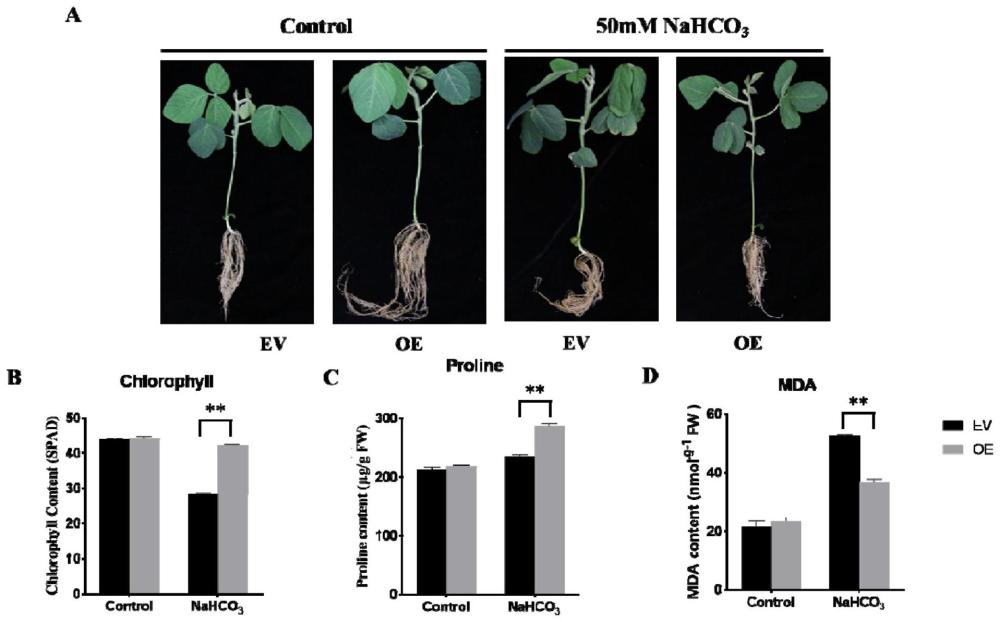 剪接因子蛋白GmRSZ22在提高植物抗碱性中的应用