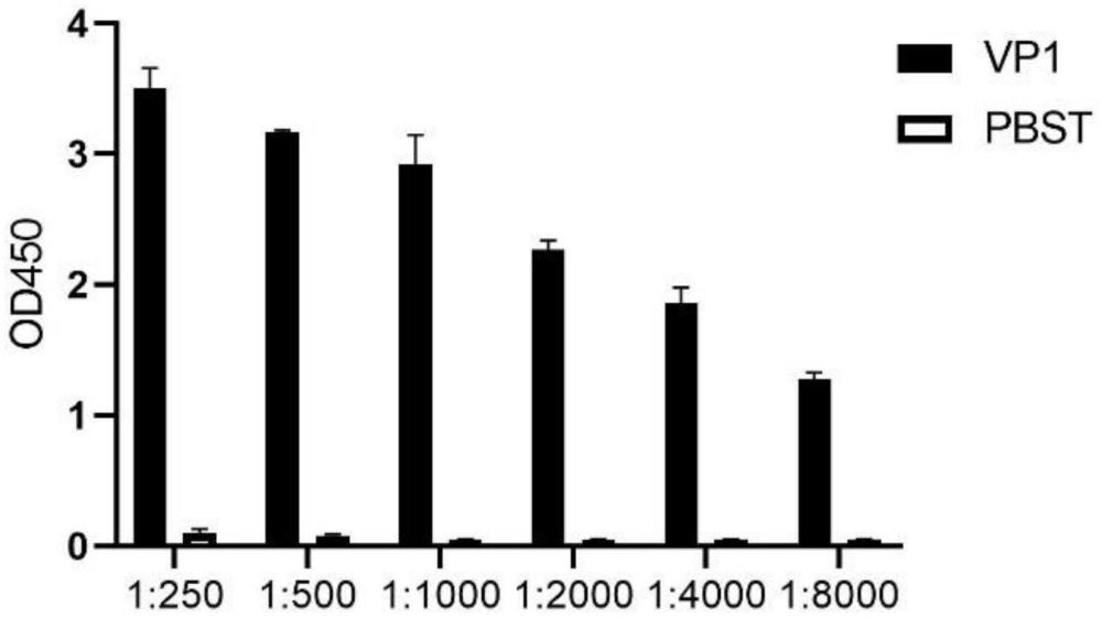 一种能够识别DHAV-3 VP1蛋白的单克隆抗体、制备方法及其应用