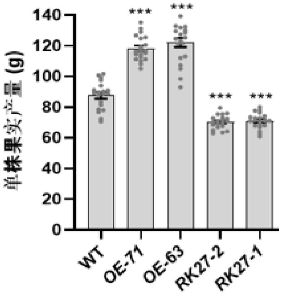 LecRK27基因在提高果实均一性和产量中的应用