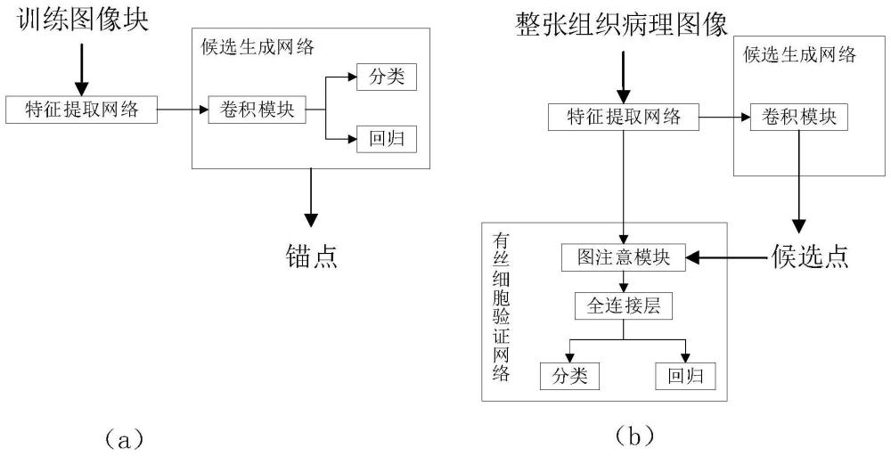 乳腺癌组织病理图像有丝分裂细胞核检测方法和系统