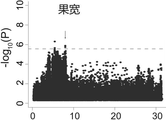 一种与番木瓜果实宽度相关的分子标记、方法及应用