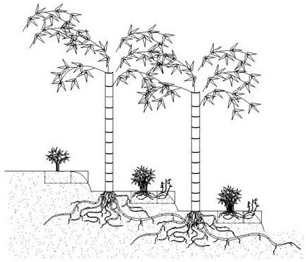 一种山地毛竹林下箬竹高效育苗的方法与装置