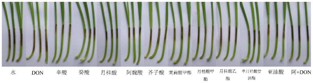 脂肪酸及其衍生物在降低镰刀菌属真菌毒素污染中的应用