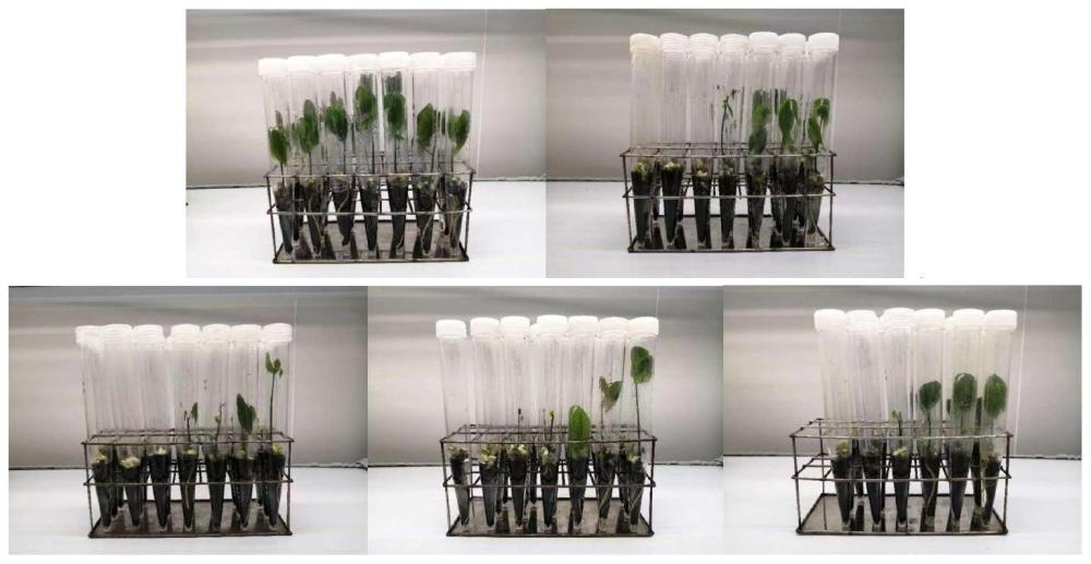 一种提高橡胶树体胚植株再生效率和质量的方法