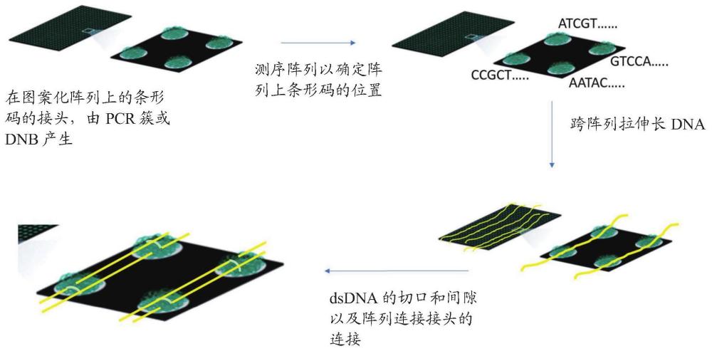 利用短MPS读数确定长DNA序列的制作方法