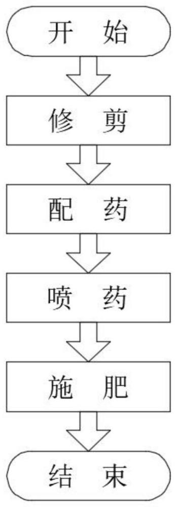 一种菠萝蜜用促花促果试剂及其使用方法与流程