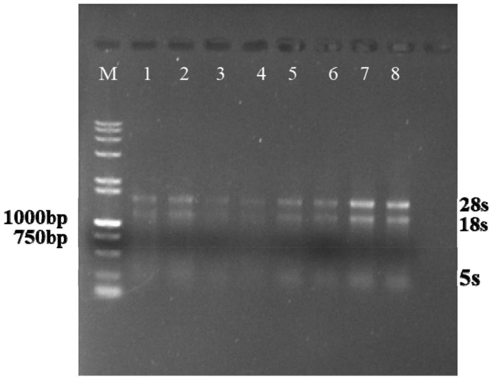 盐生草Hg14371基因及其抗盐性的应用
