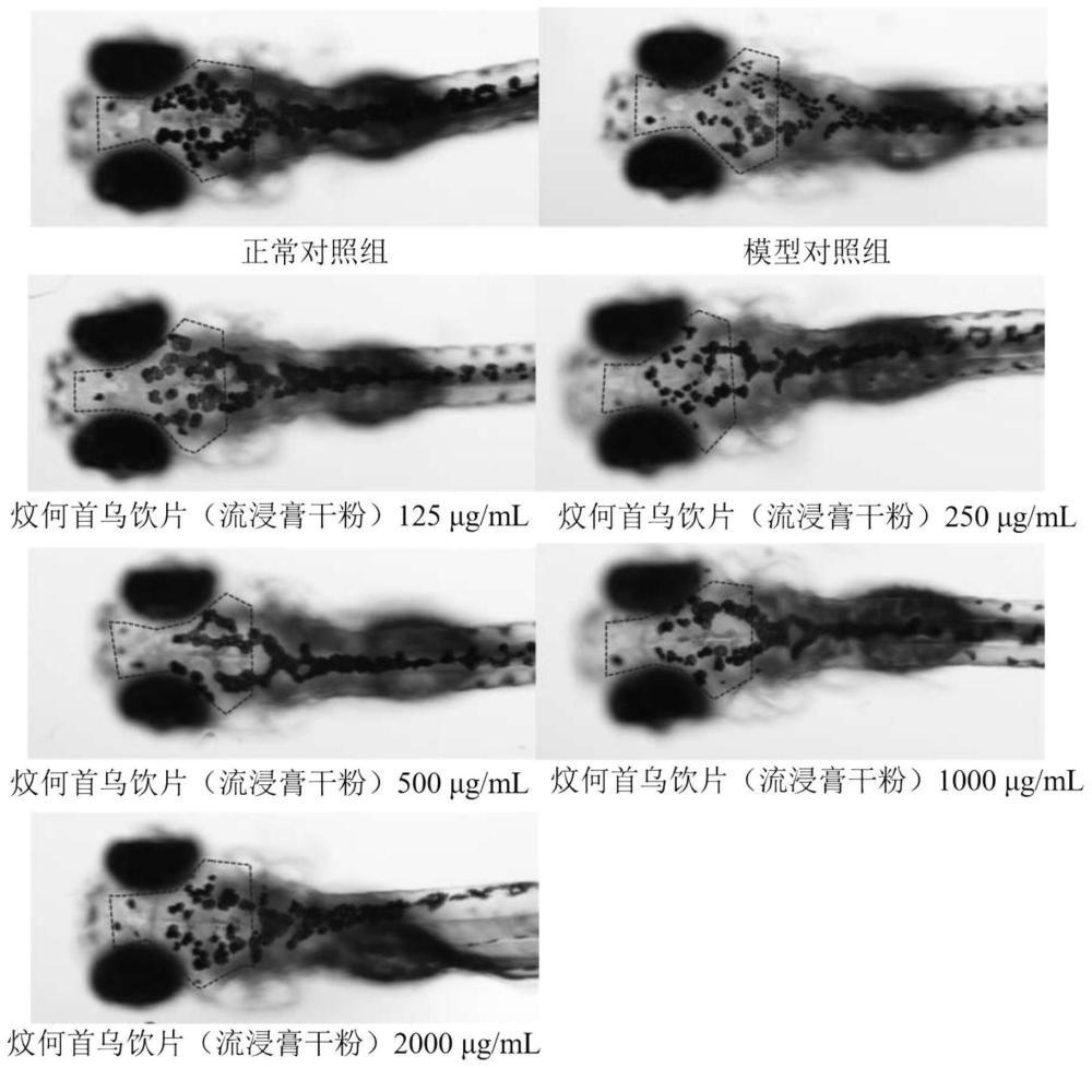 一种评价药物和保健食品乌发功效的方法与流程