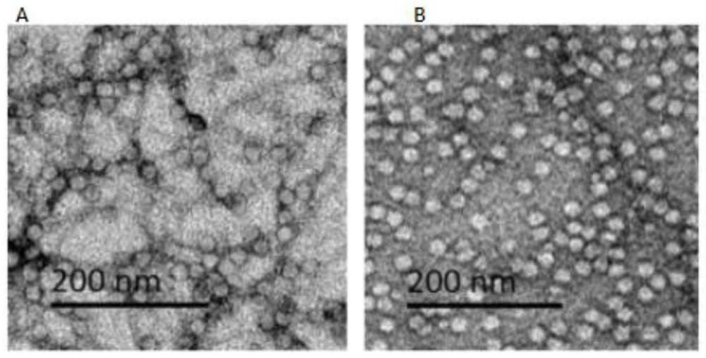 病毒样颗粒制备方法与流程