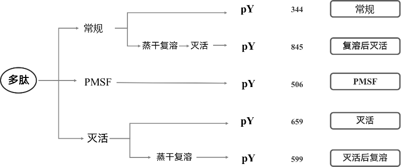 一种提升酪氨酸磷酸化肽段富集效率的方法及其应用与流程