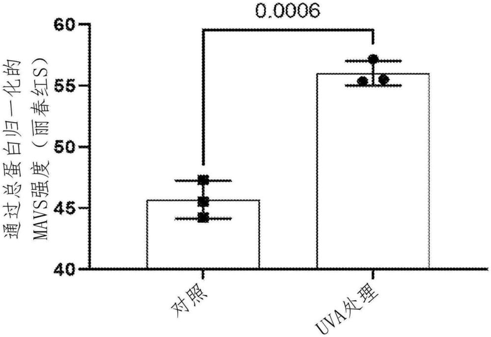 UV A光暴露通过细胞间通讯增加在气管细胞中线粒体抗病毒蛋白的表达及其应用的制作方法