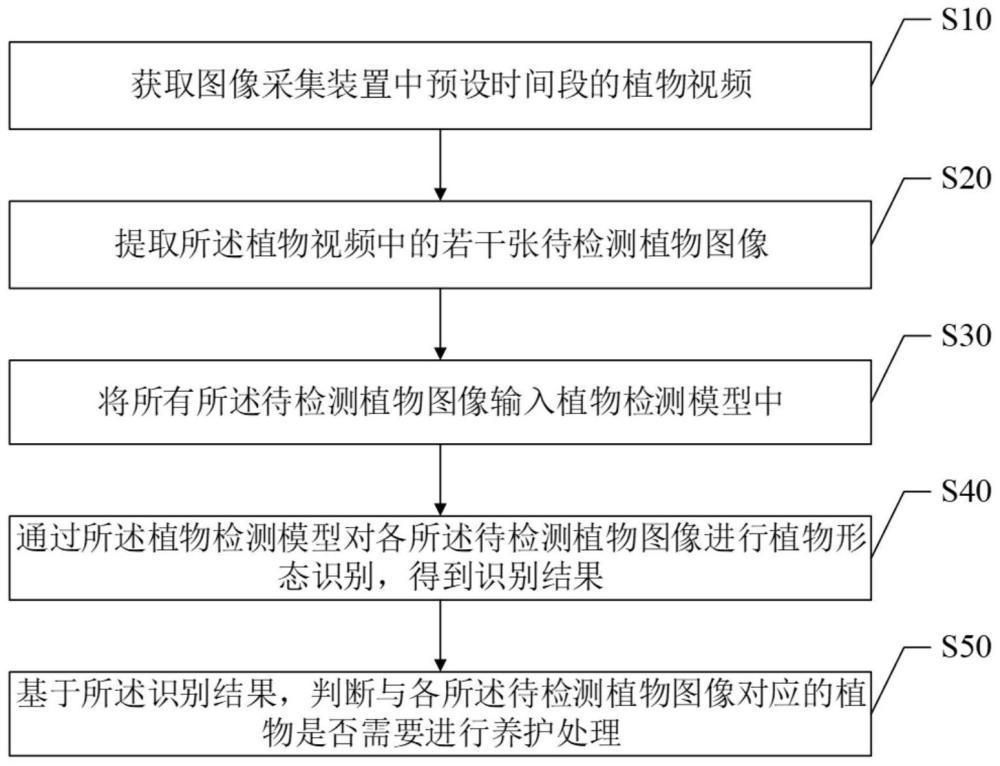 植物检测方法、装置、计算机设备及存储介质与流程
