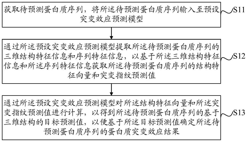 一种蛋白质突变效应预测方法、装置、设备及介质与流程