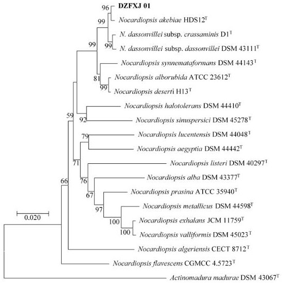 一株拟诺卡氏菌DZFXJ 01及其应用