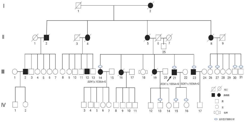 SOX1突变蛋白、核酸分子、检测产品及应用的制作方法