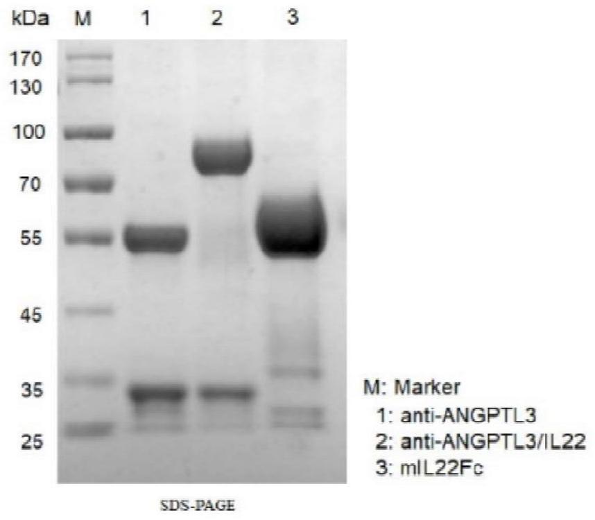 包含ANGPTL3单抗的融合蛋白