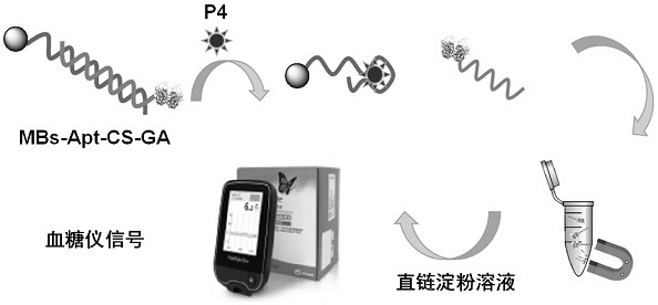 一种基于便携式血糖仪的核酸适配体传感器对孕酮的即时检测方法