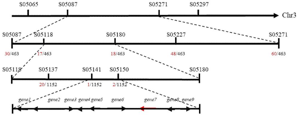 玉米株高调控基因Zm00001d039453、其编码蛋白、功能标记及其应用
