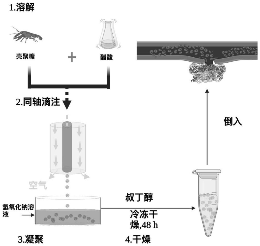 一种壳聚糖微球及制备方法和应用与流程