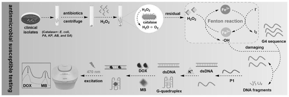 一种触酶调控Fenton反应构建双信号传感平台用于临床菌株的快速药敏检测方法