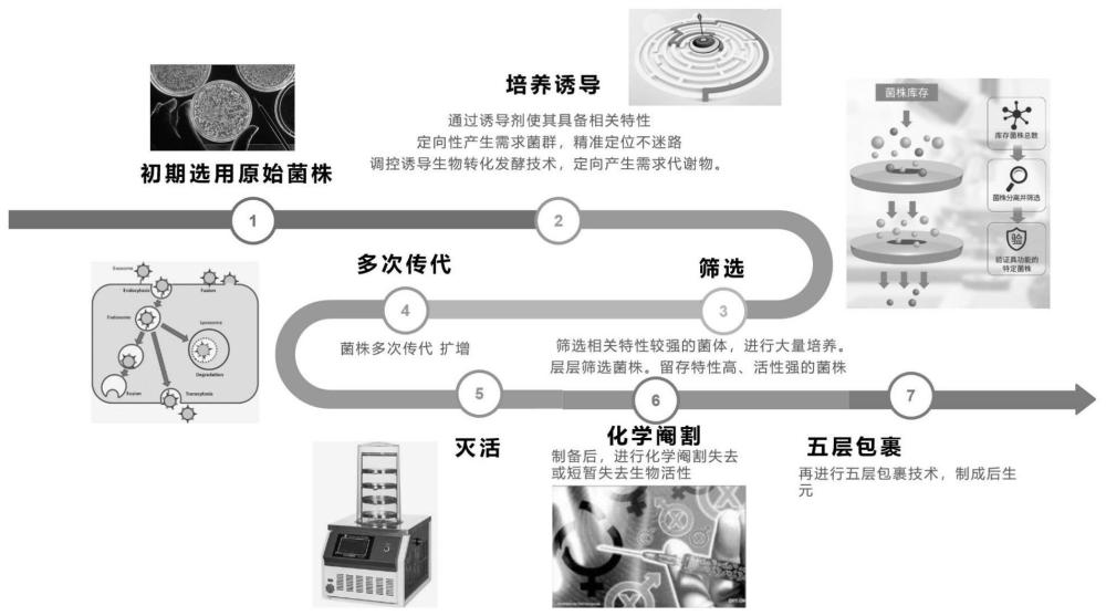 一种罗伊氏乳酸菌后生元特种制备方法与流程