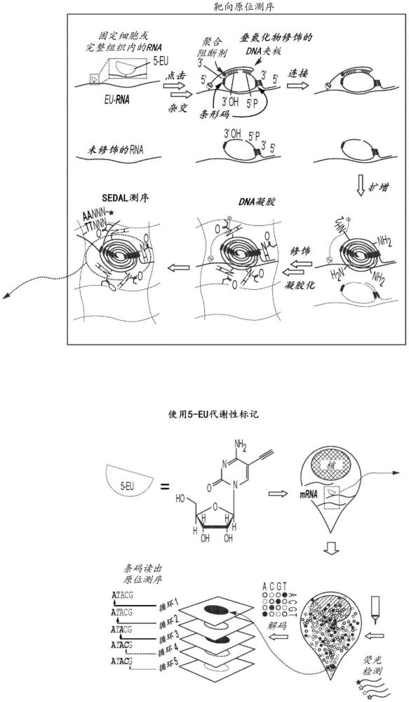 亚细胞分辨率的时空分辨转录组学的制作方法